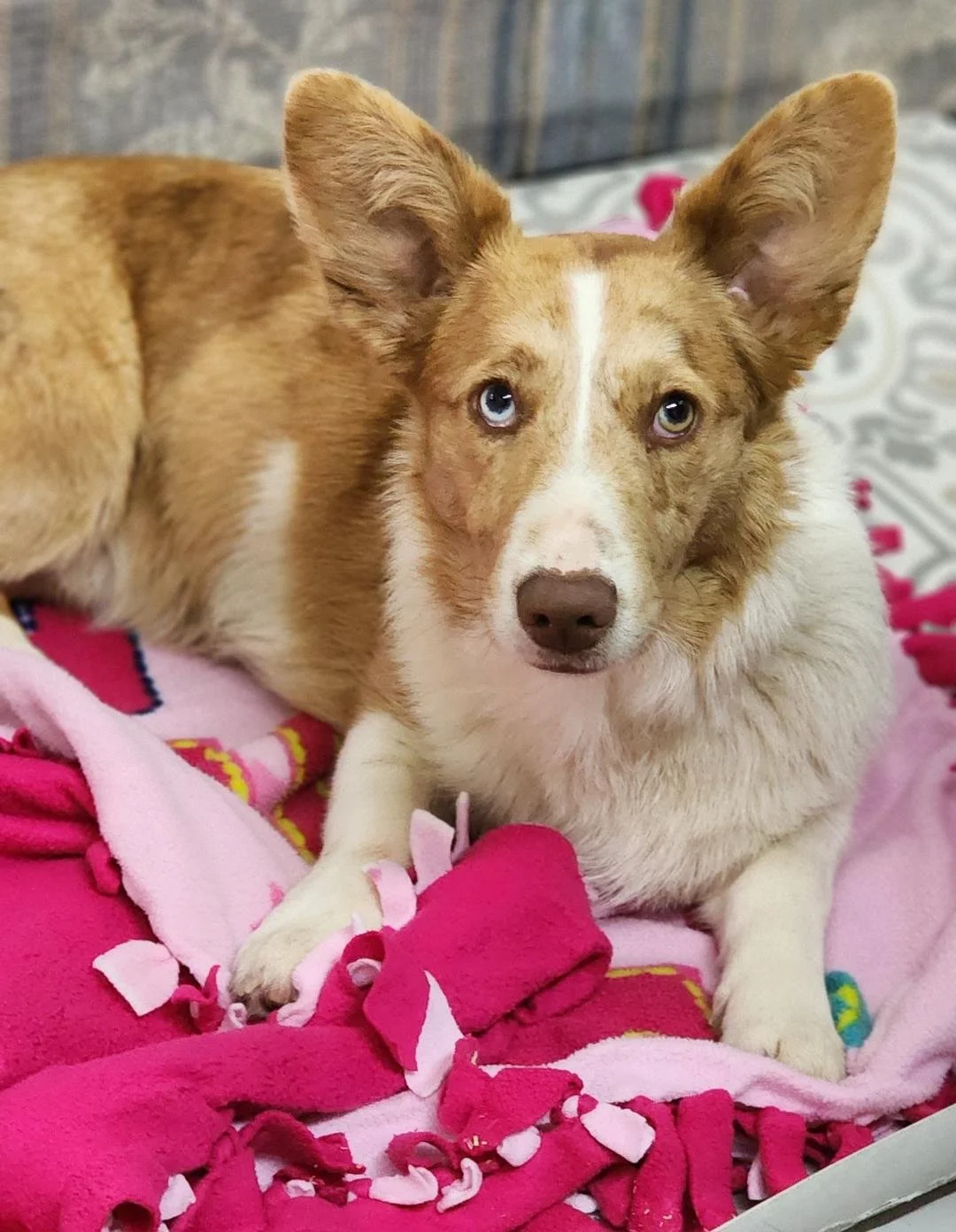 The Pack — Wigglebutts American Corgis